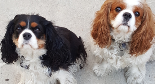 Our Mascots