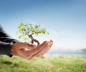 Hands holding a small tree